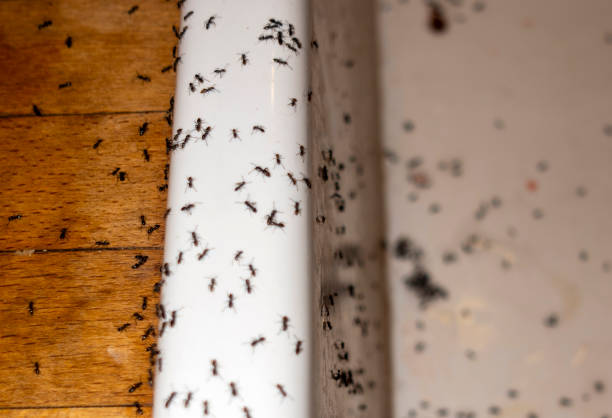 Best Pest Control Near Me  in Eddyville, KY